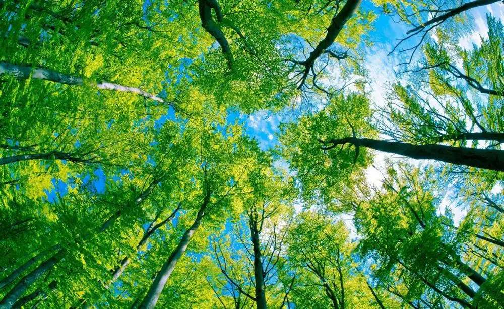 Forest Sky View Art Film Print Silk Poster Home Wall Decor 24X36Inch