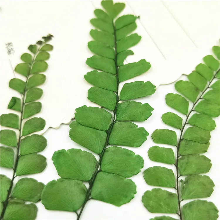 Natural Pressed Dried Adiantum Fern Diy Handmade Material Specimens True Flower Plant Dry Flowers 8 Pcs/Bag