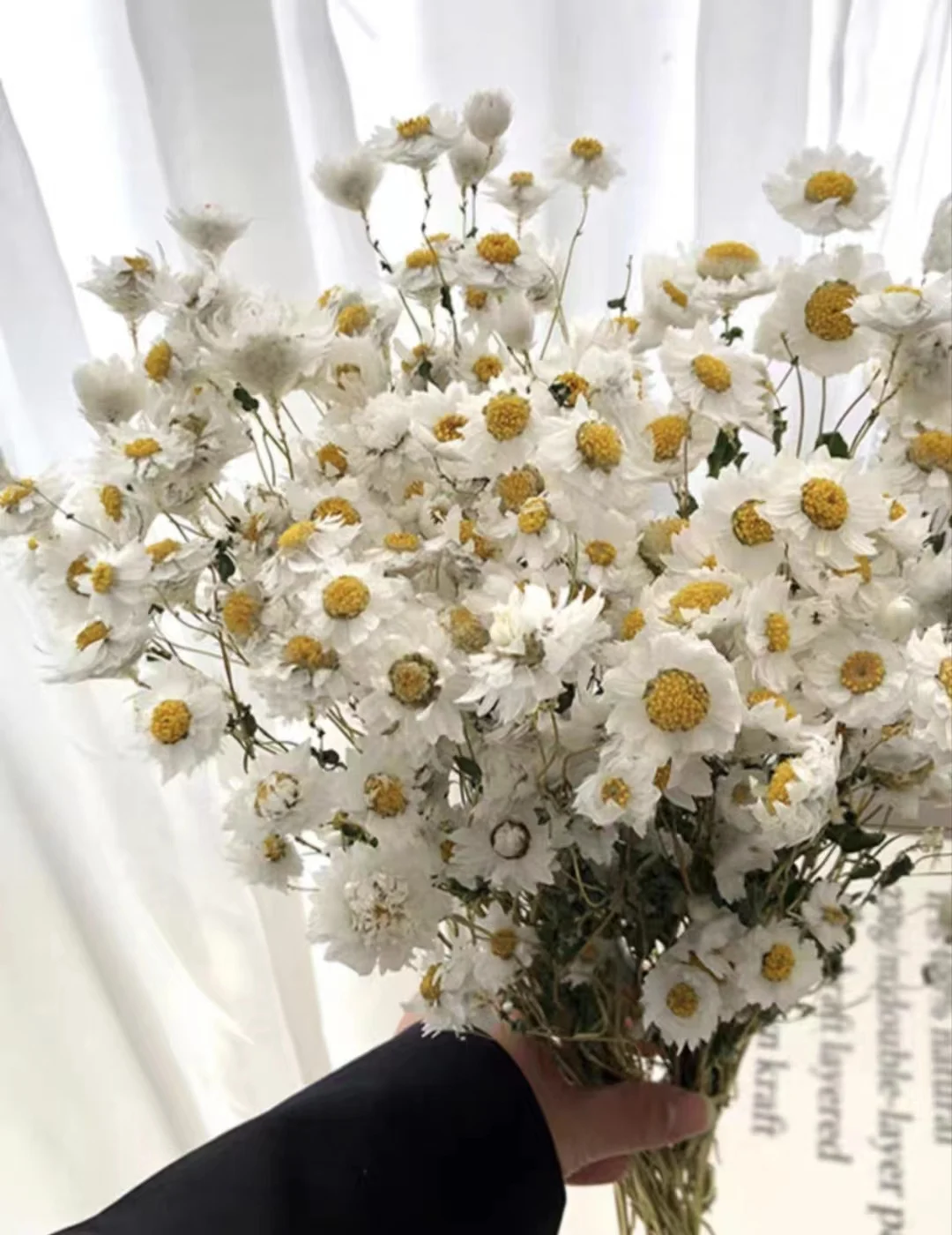 Crisantemo Rodens Daisy Natural Diy Dry Flower Bundle Importato Dalla Francia Piccolo Mini Fresh True Flower Home Decoration