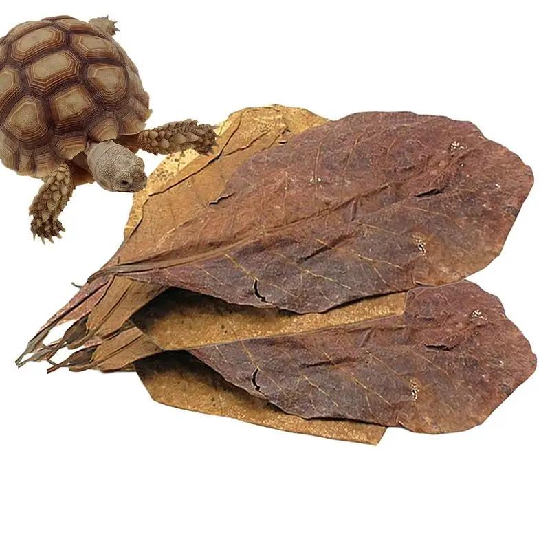 Terminalia Foglie Di Catappa Betta Foglie Di Gamberetti Potenziatore Multifunzionale Della Qualità Dell'Acqua Ph Balance Water Conditioner Per Acquari
