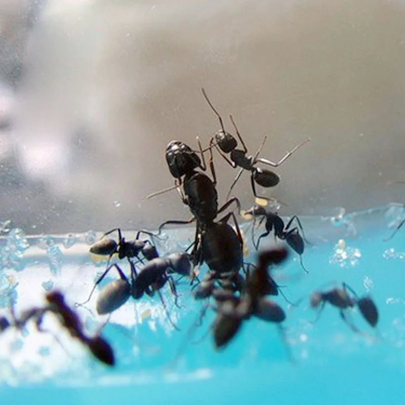 Gel Labirinto Ant Farm Funziona Officina Educativi Colla Live Habitat Alimentazione Giocattolo Per Bambini Apr3_35