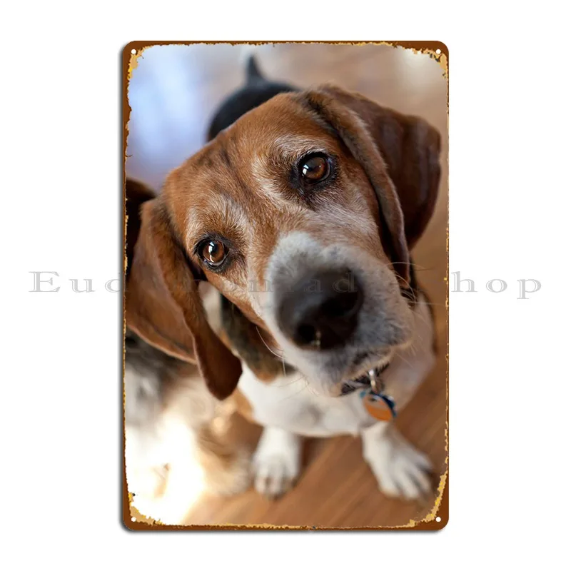 Beagle Head Tilt Metal Platform Poster Funny Funny Club Targhe In Ferro Targa In Latta Poster
