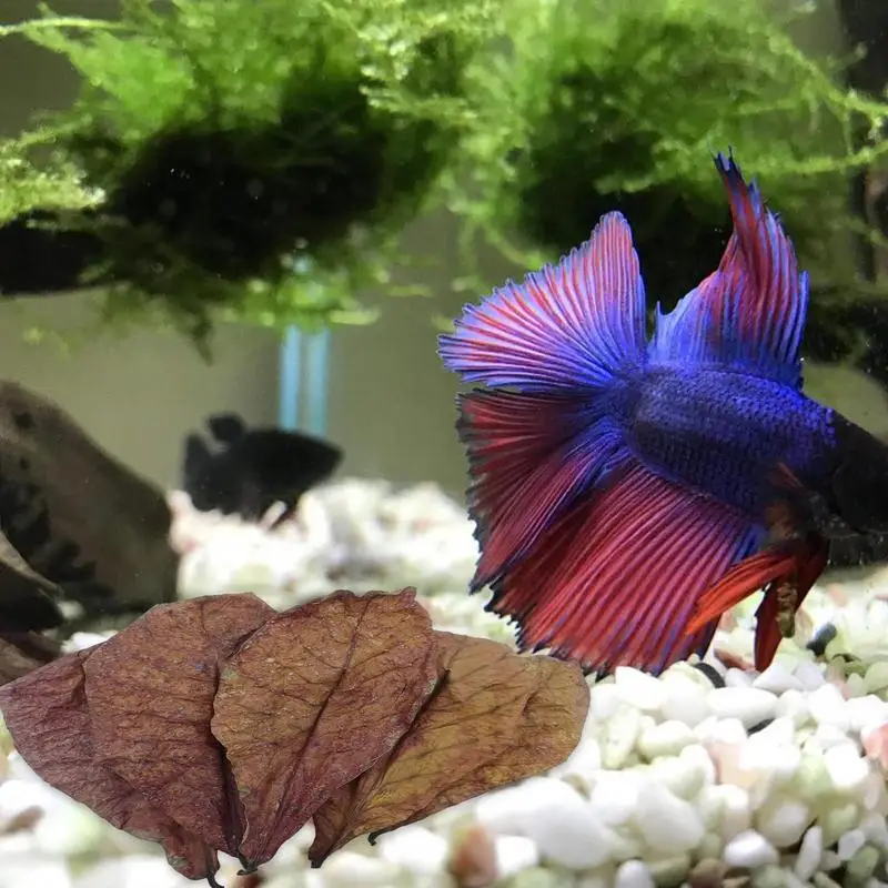Natural Terminalia Catappa Foetida Leave Betta Shrimp Leaves Almond Leave For Betta Fish Tank Water Cleaning Trattamenti Per Acquari