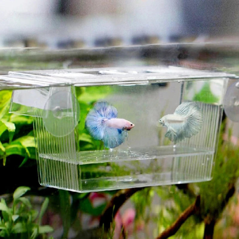 Scatola Di Isolamento Per Allevamento Di Pesci In Acrilico Betta Fish Aquarium Breather Fish Tank Incubatrice Da Cova Fish House Home Incubatoio