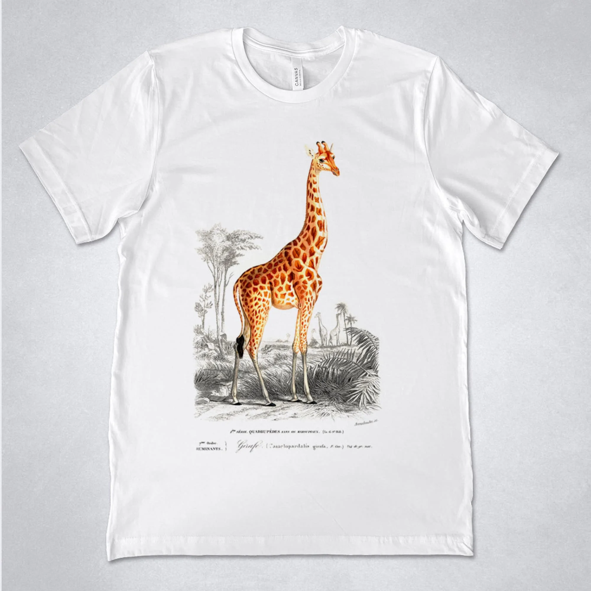 Maglietta Giraffa Zoologia Educativa Animale Giraffa Camelopardalis Maniche Lunghe O Corte