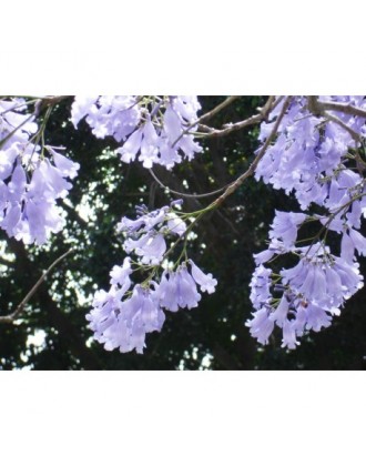 Natur Jacaranda (Jacaranda Mimosaefolia) Essenza 15Ml