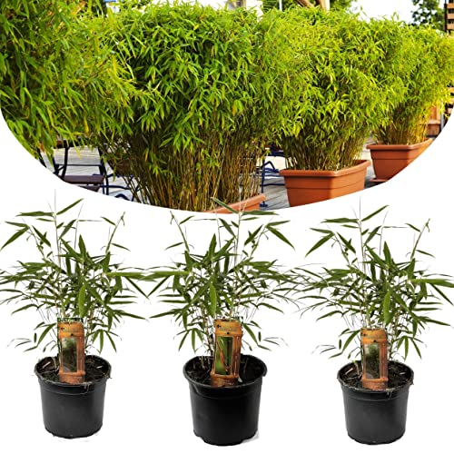 Plant In A Box - Fargesia Rufa Bamboo - Set Di 3 - Non Strisciante - Vaso 13Cm - Altezza 25-40Cm