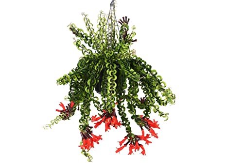 Plant In A Box - Aeschynantus Twister - Speciale Pianta Ricadente Con Lunghi Viticci Verdi - Pianta Da Appartamento Con Fiori Rossi - Vaso 15Cm - Alte