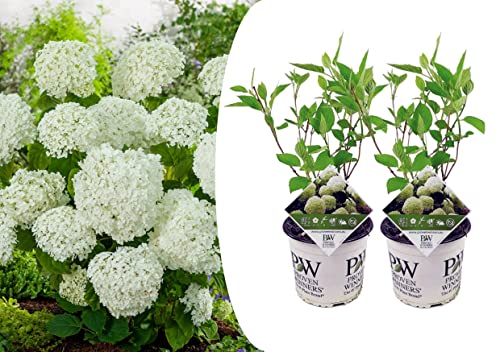 Plant In A Box - Ortensia Strong Annabelle - Set Di 2 - Ortensia - Arbusto Deciduo Forte E Resistente All'Inverno - Vaso 19Cm - Altezza 30-40Cm