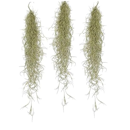 Plant In A Box - Tillandsia Usneoides - Set Di 3 - Muschio Spagnolo - Piante Da Appartamento - Altezza 25-40Cm