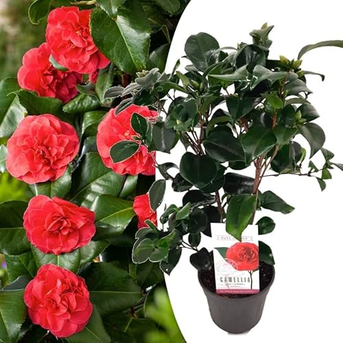 Plant In A Box - Camellia Japonica "Lady Campbell" - Rosa Giapponese - Pianta Di Camelia Rustica - Vaso 15Cm - Altezza 50-60Cm