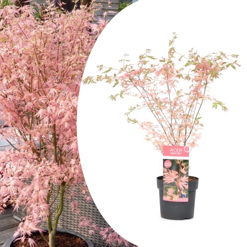 Plant In A Box - Acero Giapponese 'Taylor' - Acer Palmatum Resistente - Acer In Edizione Limitata - Vaso 19Cm - Altezza 50-60Cm