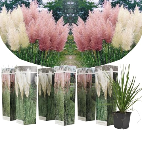 Plant In A Box - Mix Di 6 Erbe Della Pampa Bianche E 3 Rosa - Cortaderia Selloana - Vaso 9Cm - Altezza 25-40Cm