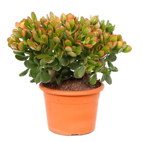 Plant In A Box - Crassula Ovata 'Sunset' M - Pianta Da Appartamento - Succulenta - ⌀ 17 Cm - Altezza 30-35 Cm