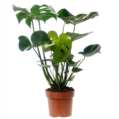 Plant In A Box - Monstera Deliciosa - Foglia Di Finestra - Pianta D'Appartamento - Vaso 17Cm - Altezza 50-60Cm