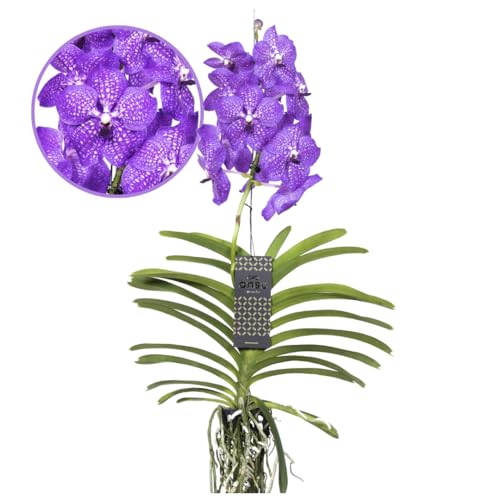 Plant In A Box - Vanda New Blue - Orchidea Tropicale - Bella Miscela Di Colori - Orchidea In Fiore - Altezza 55-65Cm