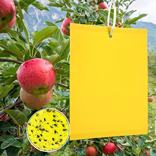 Panngu 50 Pezzi Trappole Appiccicose Ciliegio, Mosche Dell'Olivo Trappola Per Insetti Per Mosca Bianca, Ulivi Mosca Della Frutta, Afidi, Minatori Fogl