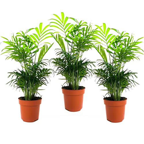 Plant In A Box - Chamaedorea Elegans - Set Di 3 - Piante Da Appartamento - Vaso 12Cm - Altezza 30-40Cm - Palma Nana