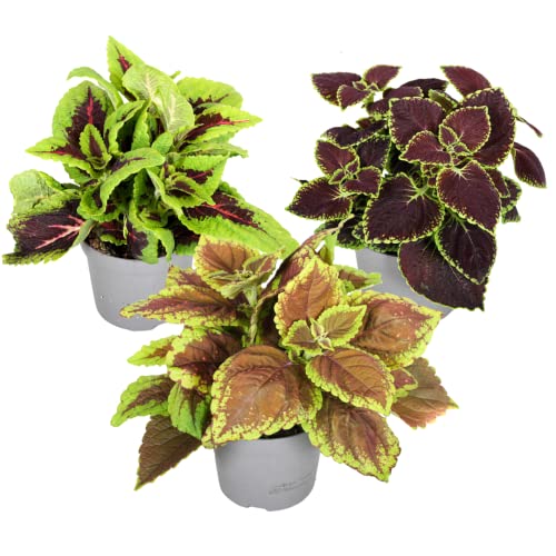 Plant In A Box - Coleus - Ortica - 3X - Vera Pianta Da Appartamento Con Colori Diversi - Vaso 13Cm - Altezza 25-40Cm