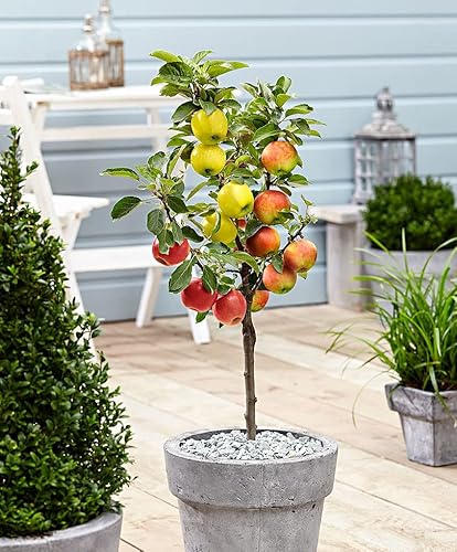 Plant In A Box - Melo Trio - 3 Varietà Di Mele Su Un Albero - Vaso 17Cm - Altezza 60-70Cm - Malus Elstar, Malus Jonagored, Malus Golden Delicious - Al