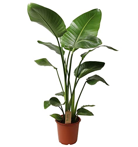 Plant In A Box - Strelitzia Nicolai - Fiore Dell'Uccello Del Paradiso - Pianta D'Appartamento - Vaso 21Cm - Altezza 90-110Cm