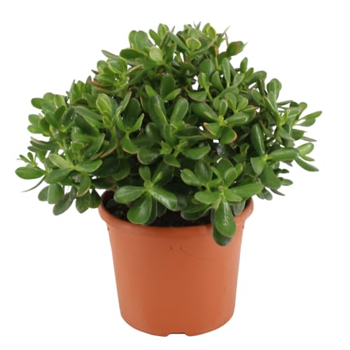 Plant In A Box - Crassula Ovata 'Minor' M - Pianta Da Appartamento - Succulenta - ⌀ 17 Cm - Altezza 30-35 Cm