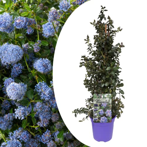 Plant In A Box - Ceanothus Thyrsiflorus Repens - Fioritura Primaverile - Foglie Lucide - Arbusto Sempreverde - Vaso 17Cm - Altezza 60-70Cm