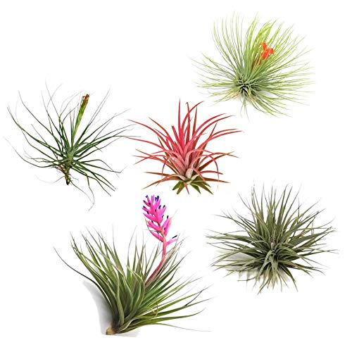 Plant In A Box – Set Di 5 Piante Aeree Tillandsien – Piante Da Appartamento Tillandsia – Altezza 5 – 10 Cm