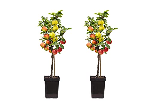Plant In A Box - Melo Trio - 3 Varietà Di Mele Su Un Albero - Set Di 2 - Vaso 17Cm - Altezza 60-70Cm - Malus Elstar, Malus Jonagored, Malus Golden Del