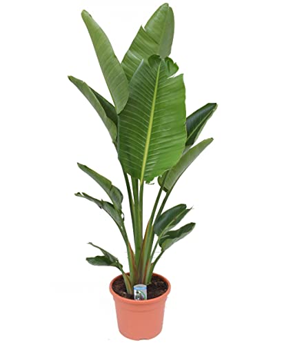 Plant In A Box - Strelitzia Nicolai Xxl - Grande Pianta Da Interno - Uccello Del Paradiso - Vaso 28Cm - Altezza 150-170Cm