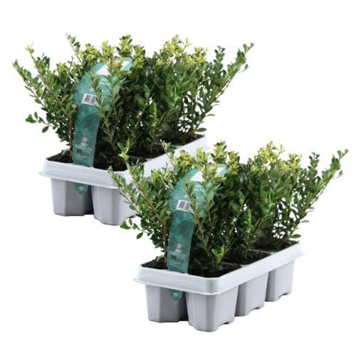 Plant In A Box - Ilex Crenata 'Jenny' - Agrifoglio Giapponese - Set Da 12 - Pianta Da Giardino - Pianta Da Siepe - ⌀9 Cm - Altezza 10-20 Cm