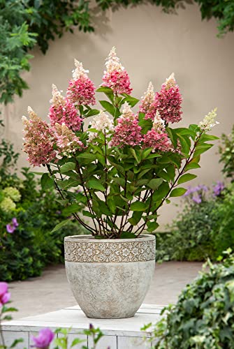 Plant In A Box - Hydrangea Paniculata 'Pinky Winky' - Ortensia - Pianta Rustica - Arbusto - Pianta Da Giardino - Vaso 19Cm - Altezza 25-40Cm