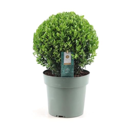 Plant In A Box - Forma Sferica Ilex Crenata 'Japanese Agrifogli' - Sostituzione Del Bosso - Pianta Da Giardino - Eren 17Cm - Altezza 30-40 Cm