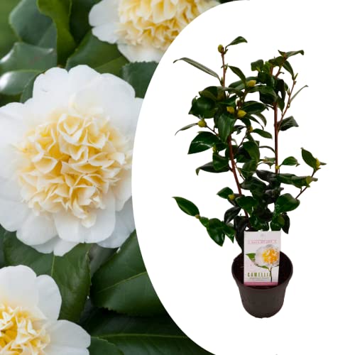 Plant In A Box - Camellia Japonica "Brushfield'S Yellow" - Rosa Giapponese - Pianta Di Camelia Rustica - Vaso 15Cm - Altezza 50-60Cm