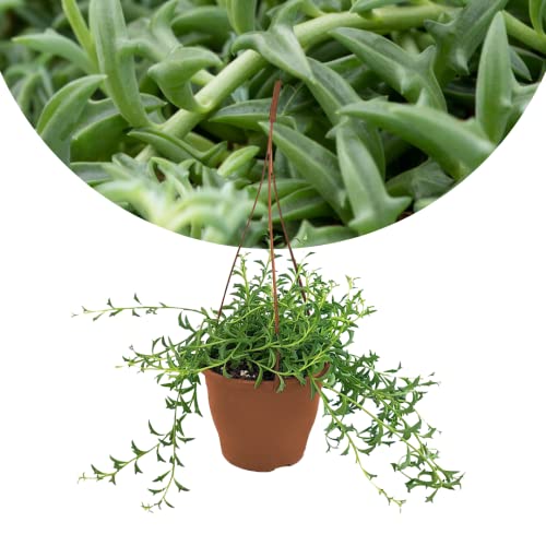Plant In A Box - Senecio Peregrinus - Catena Dei Delfini - Vaso 12Cm - Altezza 10-20Cm