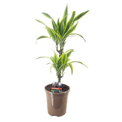 Plant In A Box - Dracaena Deremensis - Limone - Albero Dei Draghi - Vaso 17Cm - Altezza 60-70Cm