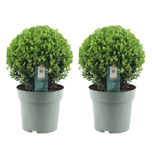 Plant In A Box - Forma Sferica Ilex Crenata "Agrifoglio Giapponese" - Set Di 2 - Sostituzione Del Bosso - Pianta Da Giardino - 17 Cm - Altezza 30-40 C