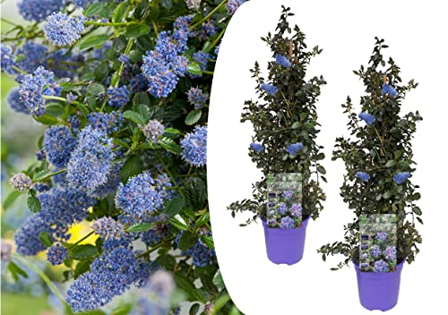 Plant In A Box - Ceanothus Thyrsiflorus Repens - Set Di 2 - Fioritura Primaverile - Foglie Lucide - Arbusto Sempreverde - Vaso 17Cm - Altezza 60-70Cm