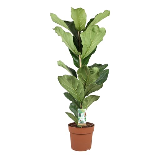 Plant In A Box - Ficus Lyrata - Pianta Di Violino - Vaso 21Cm - Altezza 80-100Cm