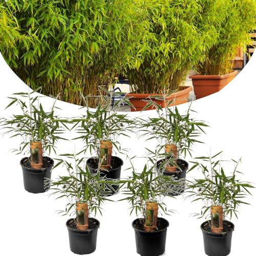 Plant In A Box - Fargesia Rufa Bamboo - Set Di 6 - Non Strisciante - Vaso 13Cm - Altezza 25-40Cm