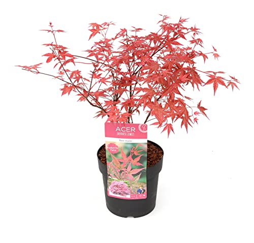 Plant In A Box - Acer Palmatum 'Beni Maiko' - Acero Giapponese Resistente All'Inverno - Vaso 19Cm - Altezza 60-70Cm