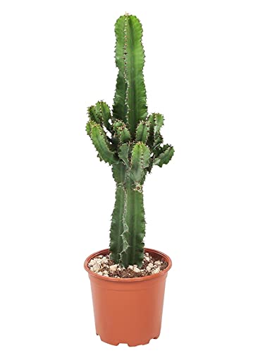 Plant In A Box - Euphorbia Eritrea - Cactus - Pianta Da Appartamento - Vaso 17Cm - Altezza 50-60Cm