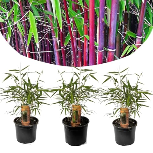 Plant In A Box - Fargesia Scabrida 'Asian Wonder' - Set Di 3 - Bambù Rosso - Vaso 13Cm - Sempreverde - Resistente All'Inverno - Altezza 25-40Cm