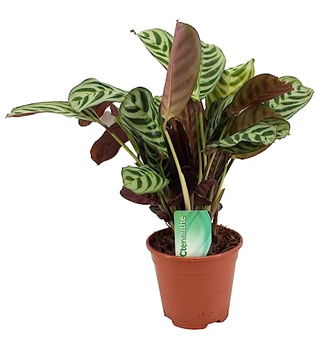 Plant In A Box - Ctenanthe Burle-Marxii - Piante Da Appartamento - Vaso 14Cm - Altezza 30-40Cm