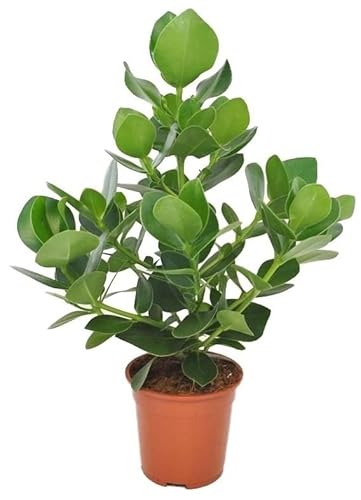 Plant In A Box - Clusia Rosea Princess - Pianta D'Appartamento - Vaso 17Cm - Altezza 50-60Cm - Pianta D'Appartamento Che Purifica L'Aria