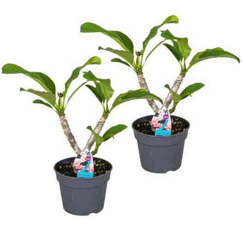 Plant In A Box - Set Di 2 - Plumeria Hawaiana - Frangipani - Vaso 17Cm - Altezza 45-55Cm - Pianta Da Appartamento Fiorita - Pianta Tropicale