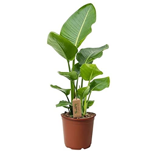 Plant In A Box - Strelitzia Nicolai - Uccello Del Paradiso - Vaso 17Cm - Altezza 55-70Cm