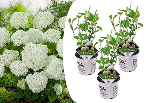 Plant In A Box - Ortensia Strong Annabelle - Set Di 3 - Ortensia - Arbusto Deciduo Forte E Resistente All'Inverno - Vaso 19Cm - Altezza 30-40Cm