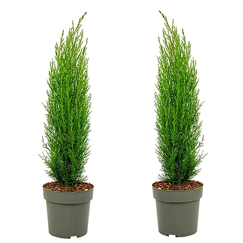 Plant In A Box - Cipresso Toscano 'Totem' - Set Di 2 - Cypressus Totem - Topf 19Cm - Höhe 70-80Cm