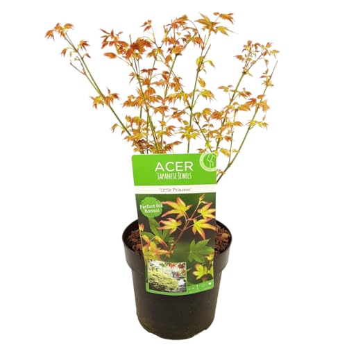Plant In A Box - Acer Palmatum 'Little Princess' - Acero Giapponese - Pianta Rustica - Pianta Da Giardino - Vaso 19Cm - Altezza 45-55Cm